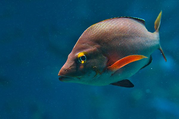 a humpback fish in the sea.