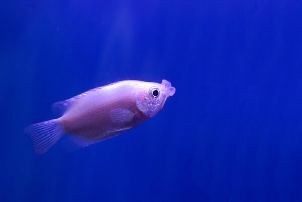 A pink color kissing fish