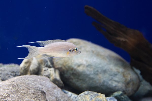 white small fish in the aquarium also called lyretail fish.