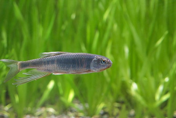 slim fish in the clean water with green plants in the background.