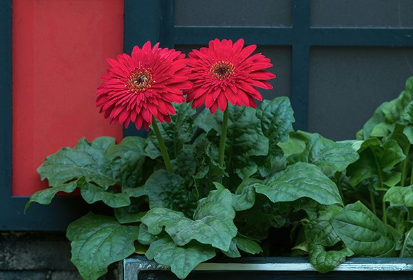 red barberton flowers in the garden