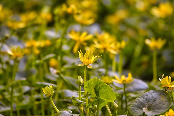 yellow color small butter cup flowers