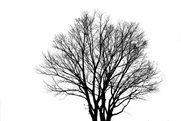 tree in a white background