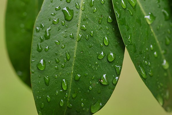 water drops on a cinnamon leaves