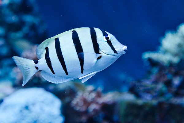 white color tang fish in the aquarium also called convict tang fish.