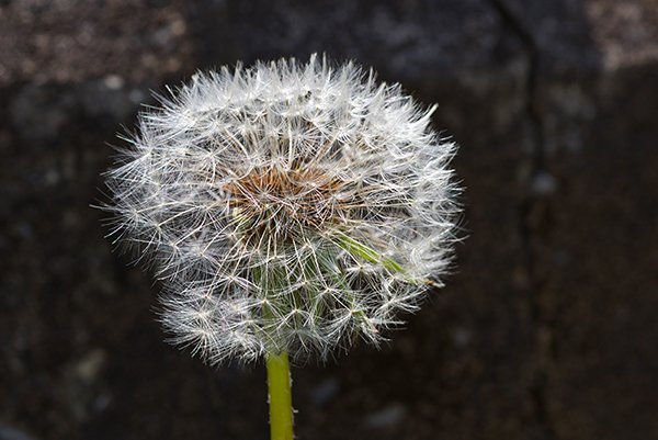 Dandelion flower bud close up