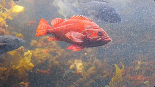 big red fish in a big fish tank