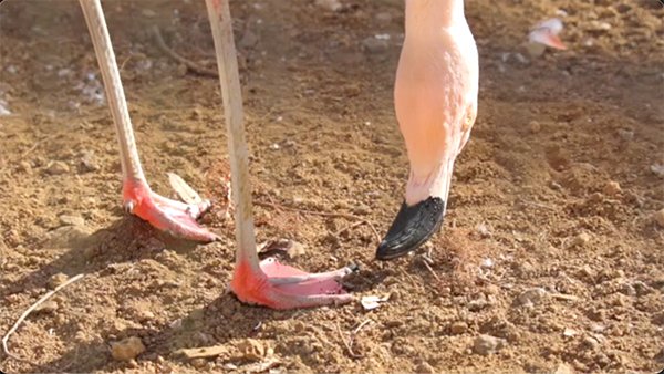 flamingo cleaning themselves