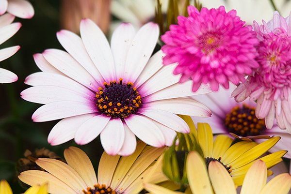 Pink and yellow daisy flowers