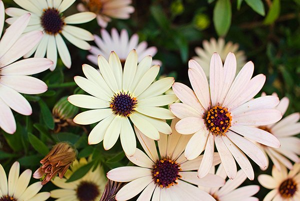 Bunch of daisy flowers with green leafs