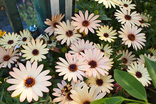 Yellow color daisy flowers near the window