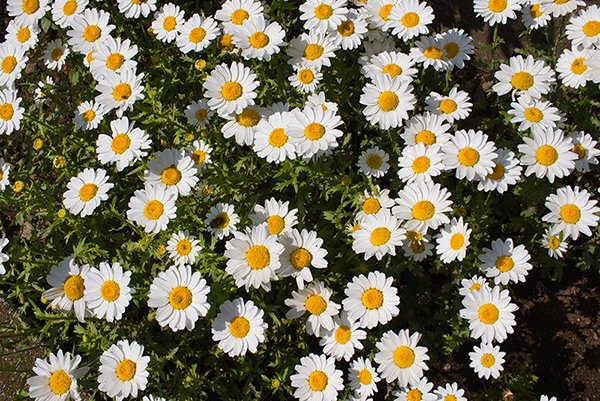 Yellow and white color daisy flowers in the field.