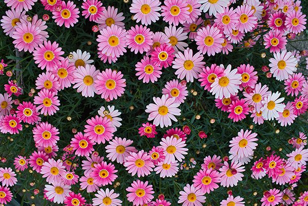 Dark pink color daisy flowers in the park