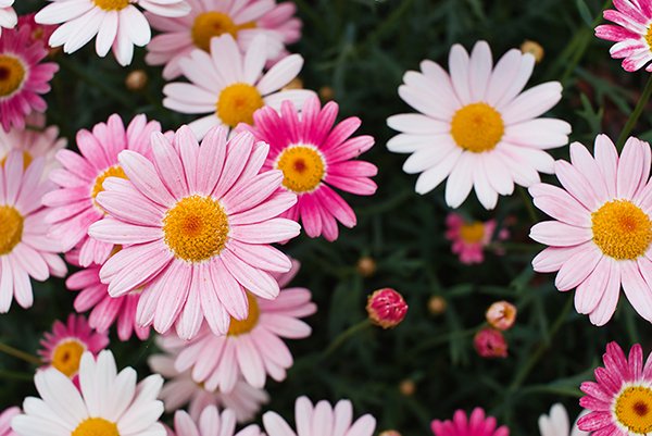 pink color daisy flowers