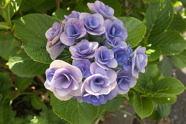 street side purple color flowers in Japan. These flowers are seasonal.