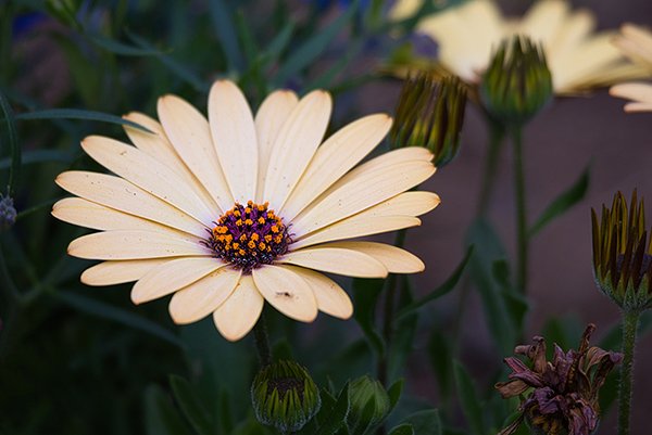 Close up of a yellow daisy flower