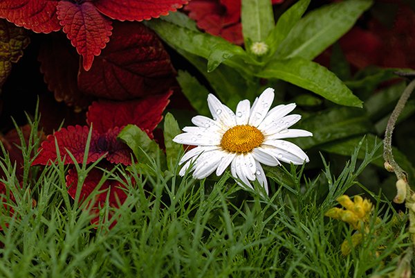 water drops on the white flower