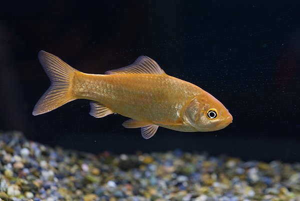 goldfish in the aquarium with a black background and stones