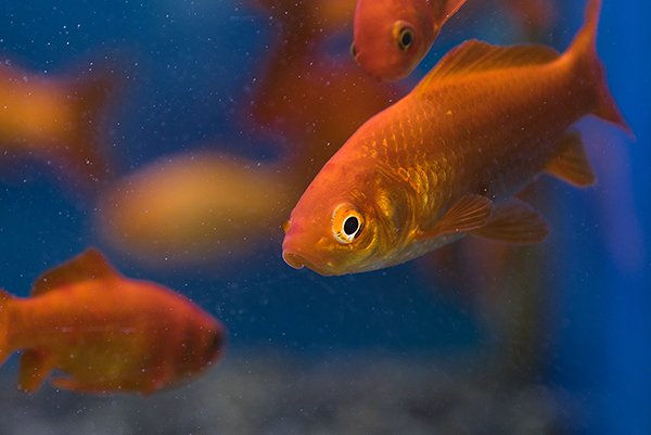 many goldfish in the aquarium