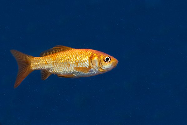 a closeup of a goldfish with sharp eyes