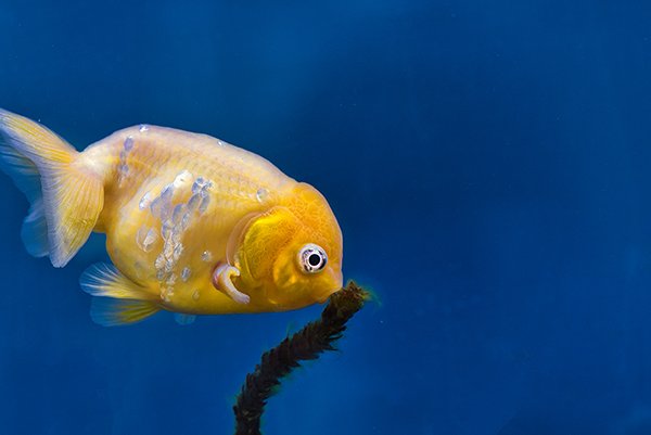 a gold fish trying to find food