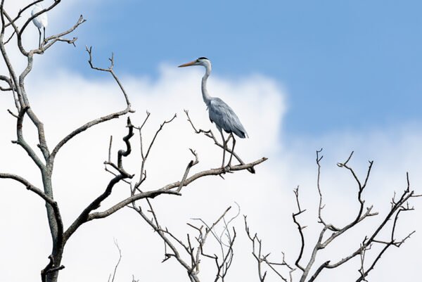 Grey heron on top of the tree