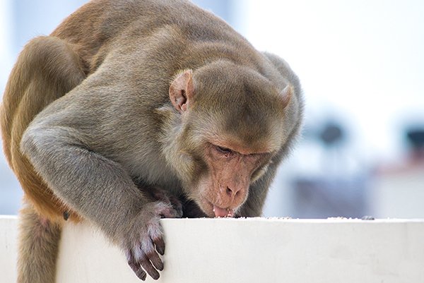 monkey eating bird seeds