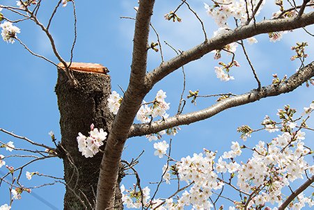 sakura tree