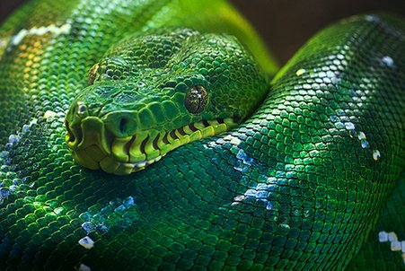 close up of tree python