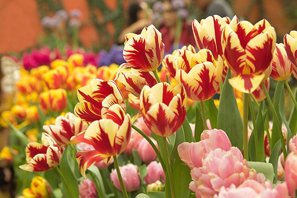 multi colored tulips in the park