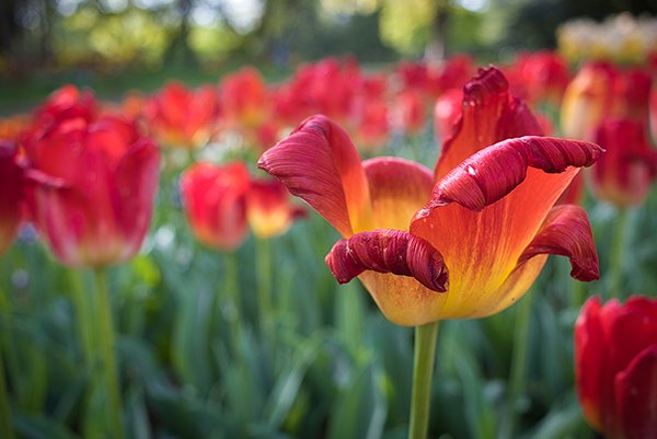 a bunch of red tulips in the tulips park