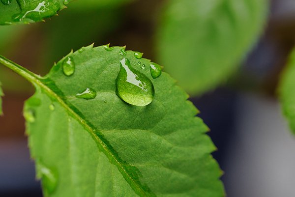 a big water drop on a green leaf