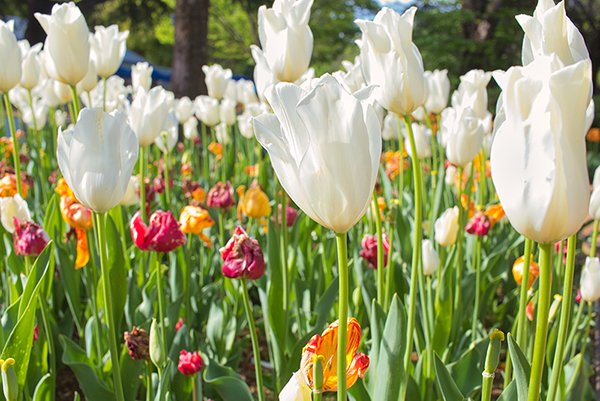 white tulips in the park