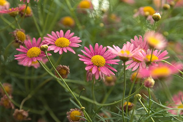 A pink color daisy with yellow in the center