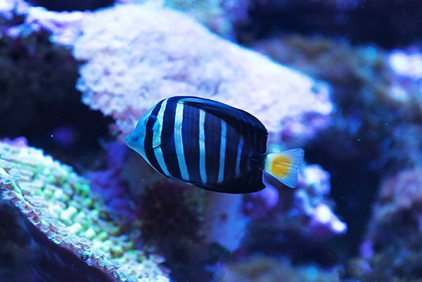 blue tang fish also called sailfin tang