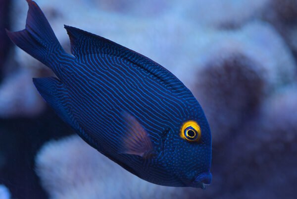 surgeon fish in the aquarium, it is also known as tropical fish