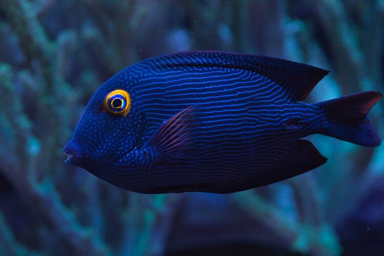 Surgeon fish in the aquarium. Surgeon fish has yellow and blue eyes.