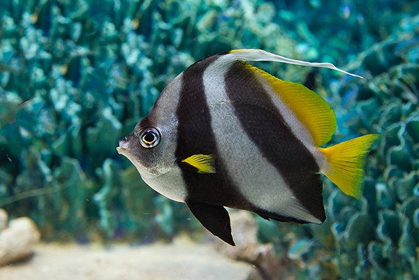 banner fish in the aquarium.