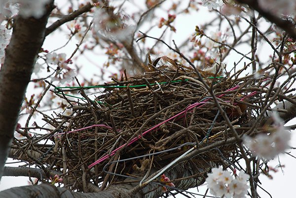 a japanese crow nest. It also has clothes hangers of different colors.