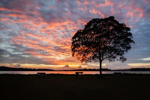 a sunset view and an isolated tree