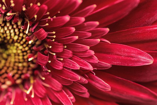 macro of a pink flower