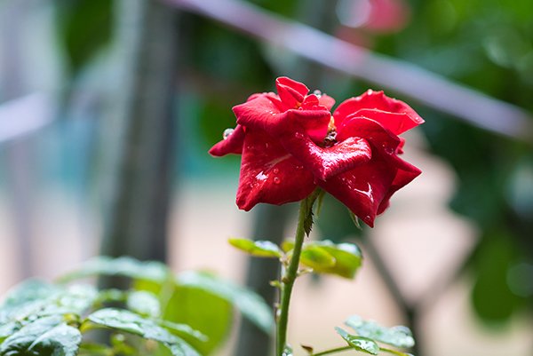 A wet red rose