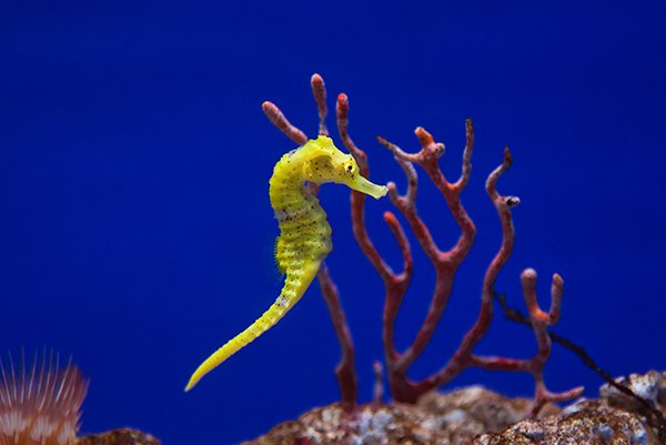 Yellow color small sea horse in the aquarium