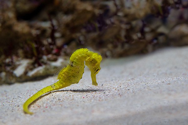 yellow color small sea horse searching for food