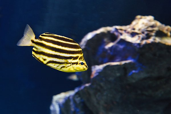 striped fish in the aquarium