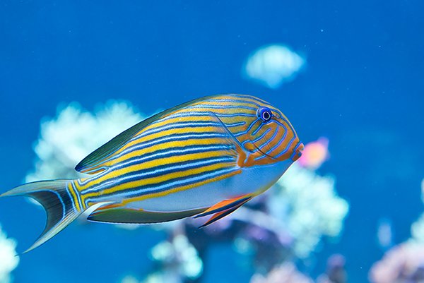 stripped surgeon fish in the aquarium