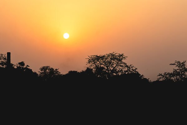 Sunset and a view of a tree