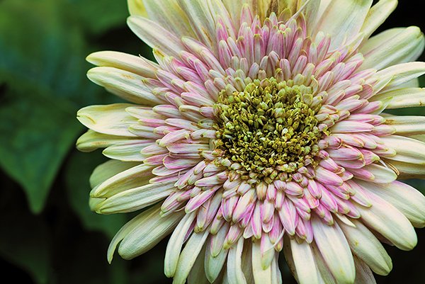 close up of a daisy flower