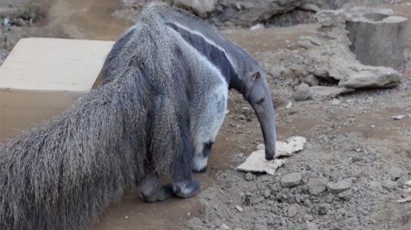 anteater is eating in the zoo