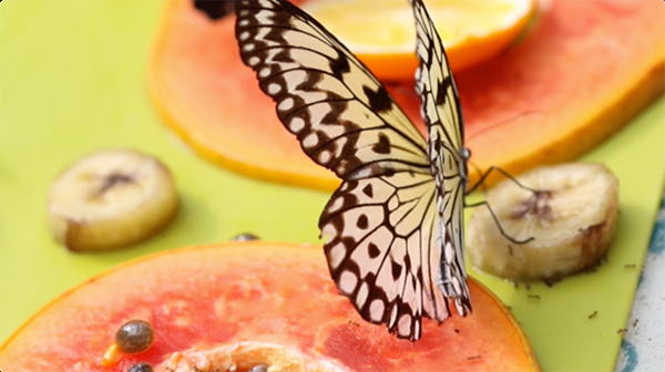 butterfly feasting on a banana